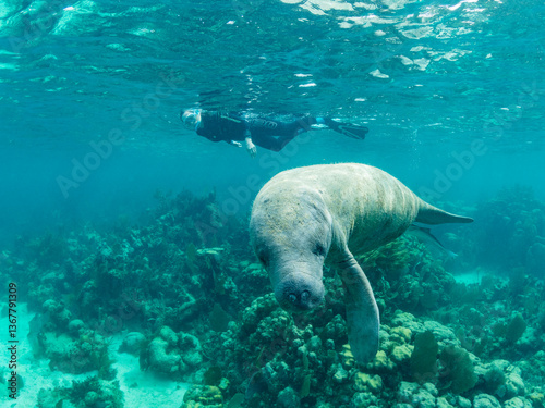 West Indian manatee (Trichechus manatus), with snorkeler near Caye Caulker, inside the Mesoamerican Barrier Reef, Belize