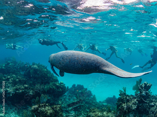 West Indian manatee (Trichechus manatus), with snorkelers near Caye Caulker, inside the Mesoamerican Barrier Reef, Belize photo