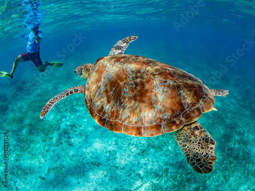Green sea turtle (Chelonia mydas), with snorkeler near Caye Caulker, inside the Mesoamerican Barrier Reef, Belize