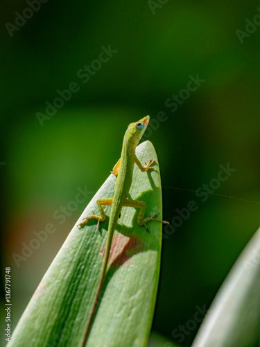 An adult anole from the Genus Anolis, Half Moon Caye, inside the Mesoamerican Barrier Reef, Belize