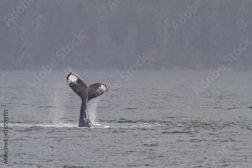 Adult humpback whale (Megaptera novaeangliae) tail throw among feeding whales in Southeast Alaska photo