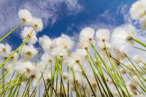 A large stand of Arctic cotton (Eriophorum callitrix) in Denali National Park, Alaska