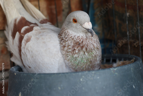 Elegant Racing Pigeon Portrait Majestic Bird with Detailed Feathers in a Cozy Nest