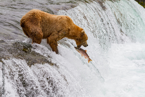 Wallpaper Mural Adult brown bear (Ursus arctos) foraging for salmon at the Brooks River, Katmai National Park, Alaska Torontodigital.ca