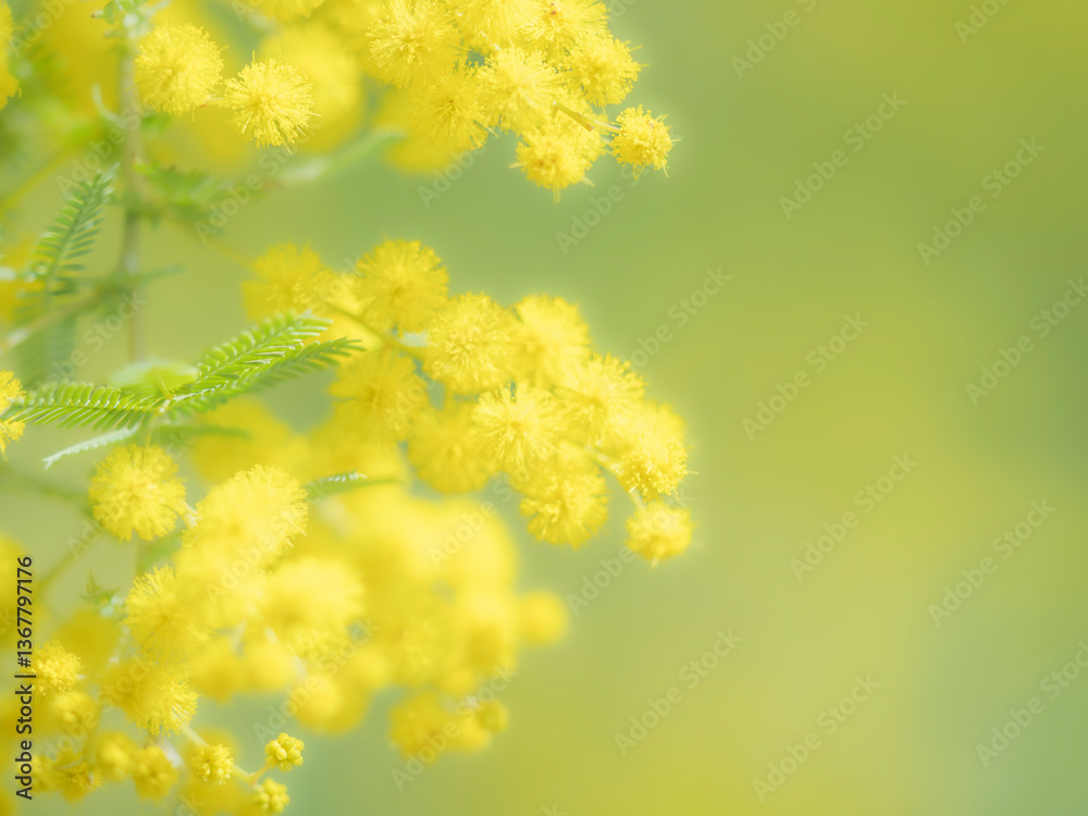 Obraz premium 春の公園や花壇を彩るミモザのある風景。眩しい日差しでボケた景色。ぼんやりした花畑のイメージ。