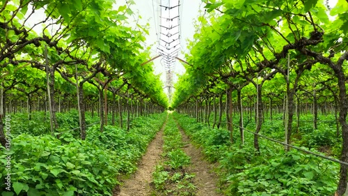 Vibrant lush green vineyard organized rows of grapevines under a white crop cover sheet for protection from harsh sunlight, beautiful canopy against the clear sky. agriculture, viticulture. grape farm