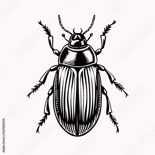 Detailed black and white beetle illustration in vintage scientific style viewed from above. Meticulous hatching creates three-dimensional effect showing segmented body, legs, and antennae. 