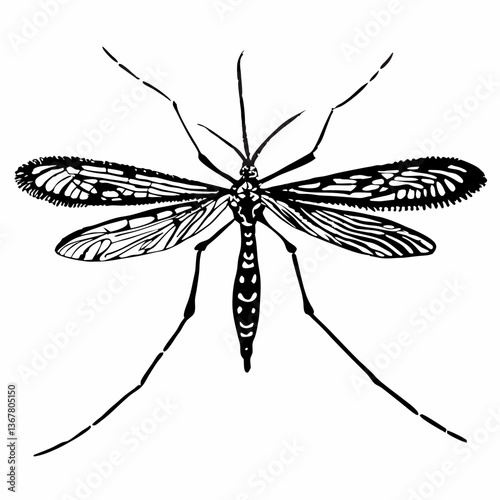 Detailed crane fly drawing captures dorsal view with intricate wing venation and elongated legs. Vintage scientific illustration style in monochromatic black lines. Concept: entomology publication