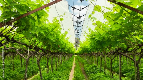 Vibrant lush green vineyard organized rows of grapevines under a white crop cover white sheet for protection from harsh sunlight, beautiful canopy against the clear sky. agriculture grape farm
