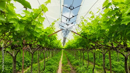 Vibrant lush green vineyard organized rows of grapevines under a white crop cover white sheet for protection from harsh sunlight, beautiful canopy against the clear sky. agriculture grape farm