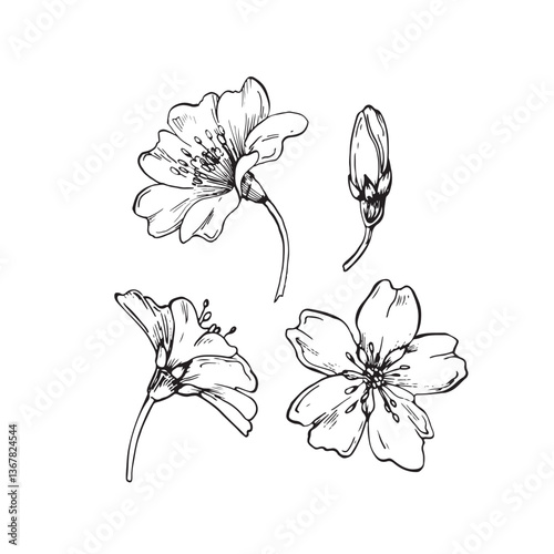 Almond blooming vector illustrations hand drawn with ink. Flowers and buds of t isolated on white background. Set of elements for label design