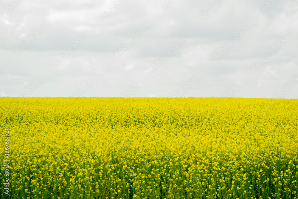 yellow rape field