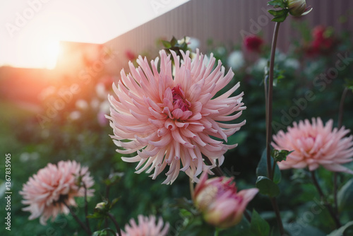 Dahlia Preferensis is a tuberous plant with pink tubular flowers. Delicate dahlia flower against the background of a beautiful sunset sun