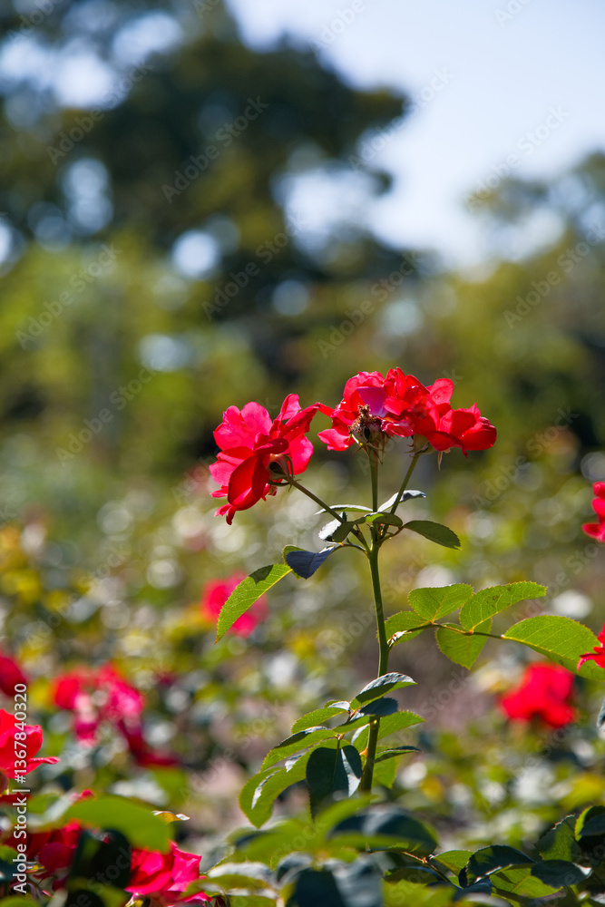 鶴舞公園 鶴舞公園