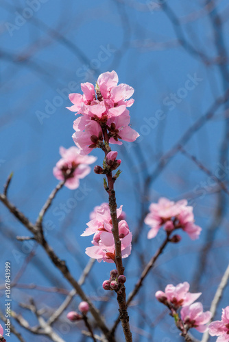 早春の早咲きは満開の河津桜