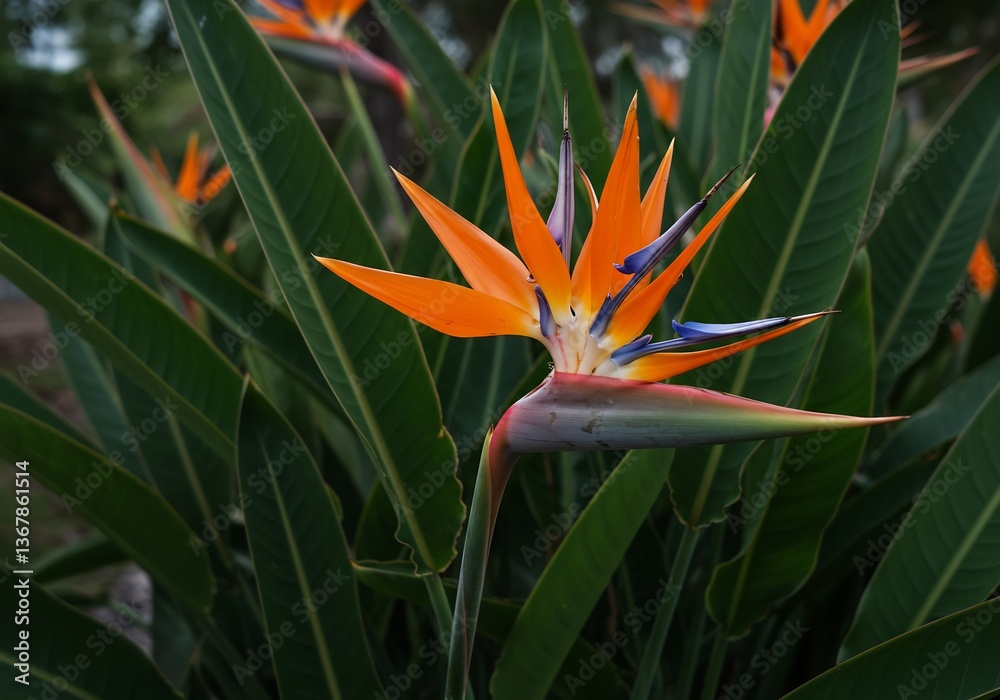 Obraz premium 鮮やかオレンジの極楽鳥花 緑葉とのコントラスト美しい