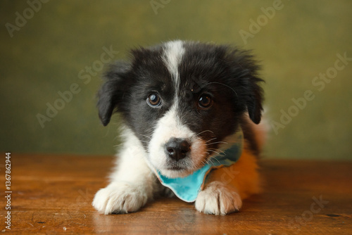 Adorable puppy having its adoption images. 