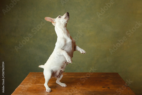 Wallpaper Mural Adorable puppy having its adoption images.  Torontodigital.ca