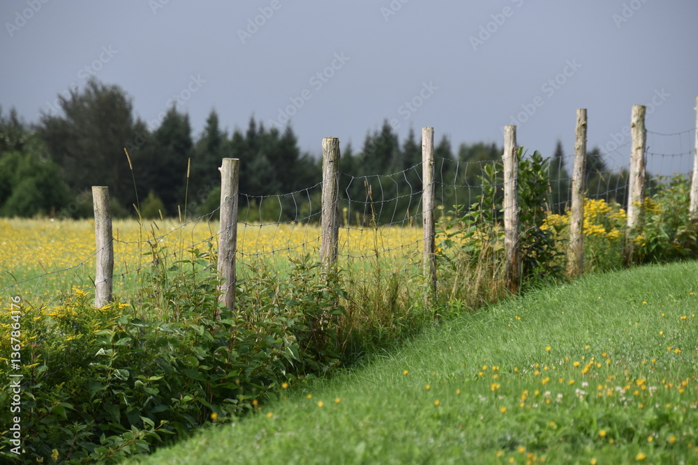 Fototapeta premium A field in spring, Sainte-Apolline, Québec, Canada