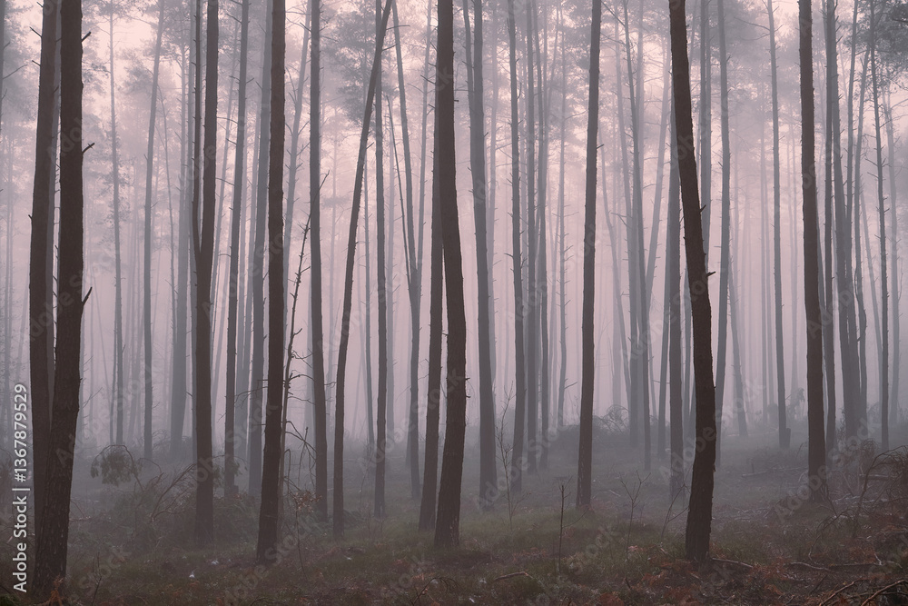 Obraz premium las,mgła