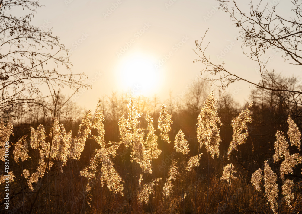 reed plumes or cane plumes at sunset