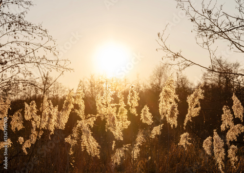 Obraz na płótnie reed plumes or cane plumes at sunset w salonie