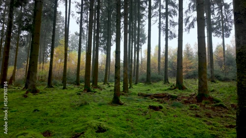 Wallpaper Mural Peaceful forest landscape with moss-covered floor, pine trees, and golden autumn foliage. Slow cinematic pan in soft daylight atmosphere. Torontodigital.ca