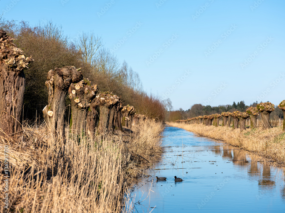 knotted willows along canal with blue sky reflected in the water and two coots