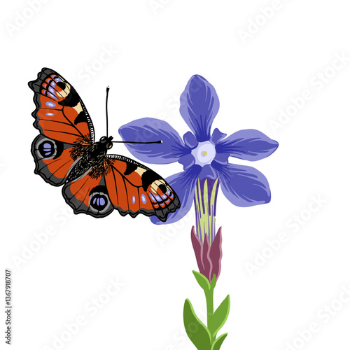 vector drawing European peacock butterfly and spring gentian flower, Aglais io , insect isolated at white background, natural element, hand drawn illustration