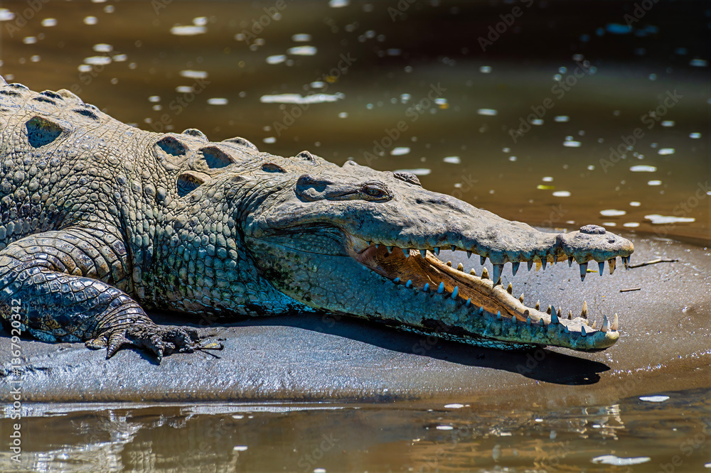 Obraz premium A close up head view of a crocodile basking on the banks of the River Tarcoles in Costa Rica in early springtime