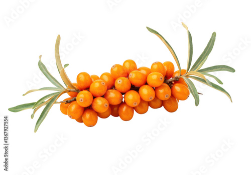 An orange sea buckthorn berries attached to a small branch with leaves isolated on transparent background