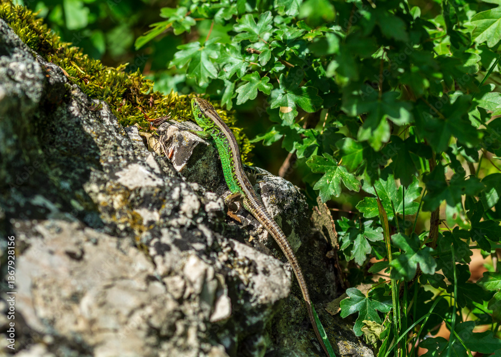 Fototapeta premium Green lizard 