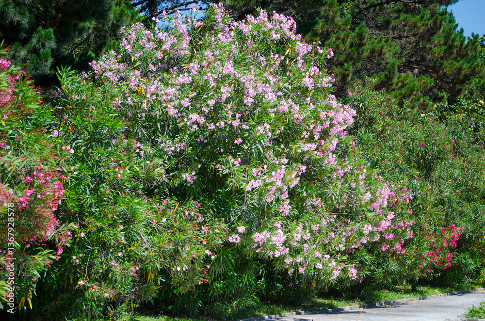 Naklejka premium Dense oleander bush adorned with pale pink flowers, situated in verdant park. Sunlight enhances vibrant colors, with green foliage and flowers as focal points. Pathway adds depth to composition