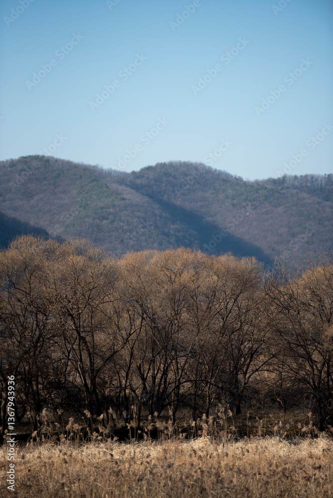 Obraz premium 메마른 겨울 풍경