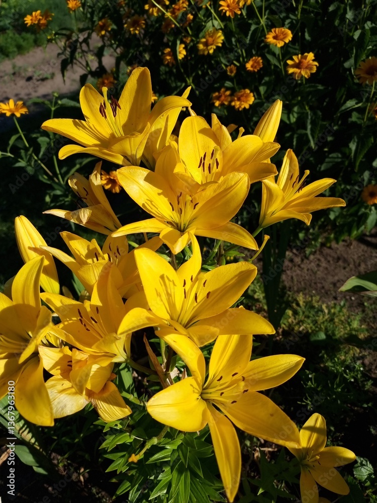 Bright bloom of Asiatic lilies (Yellow county variety) with green foliage in summer garden.