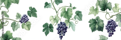 Watercolor grapevine design on white background