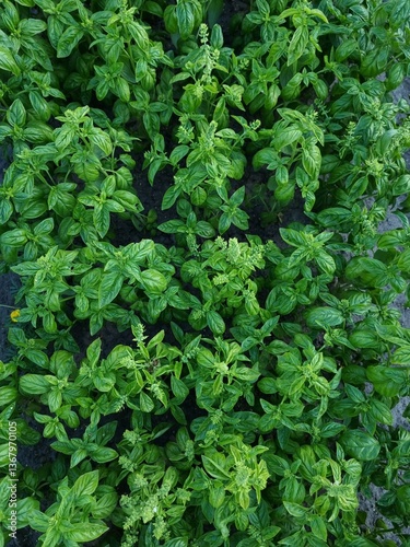 Obraz na płótnie Fresh organic basil (Ocimum basilicum) in the garden w salonie