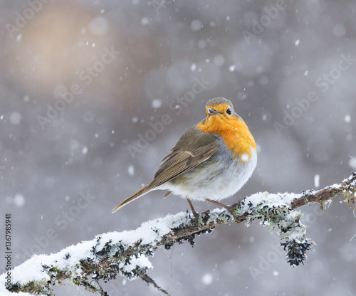 European robin (erithacus rubecula) in snowfall sitting on a branch in early spring.	
