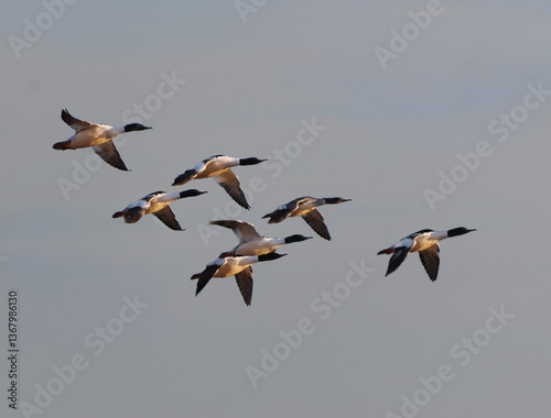 A flock of Goosanders or common mergansers (Mergus merganser) flying in the sky in spring.	
