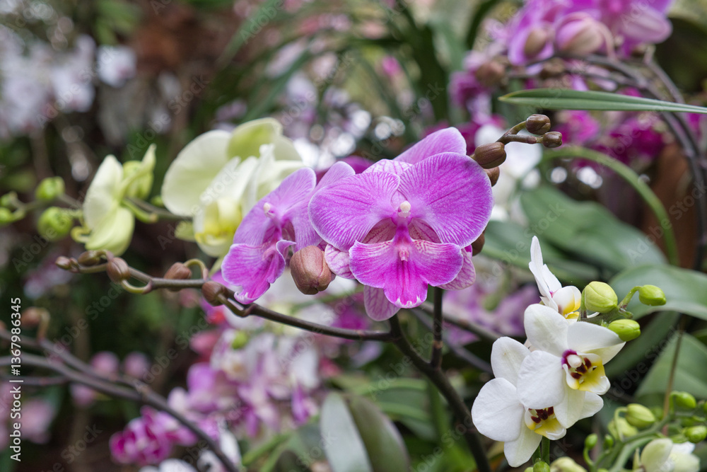 Fototapeta premium Orchideen