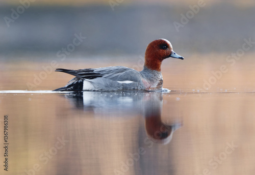 Eurasian wigeon or Eurasian widgeon (Mareca penelope) male swimming in the lake in spring.	
