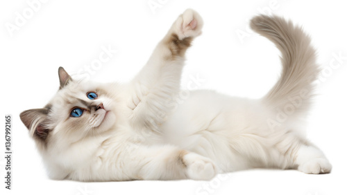 Ragdoll Cat Playing