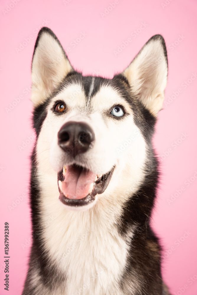 Obraz premium Husky on pink background