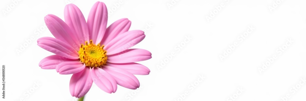Beautiful pink daisy flower with yellow centre isolated on white background, close-up, spring, blossom Beautiful pink daisy flower with yellow centre isolated on white background, close-up, spring, blossom