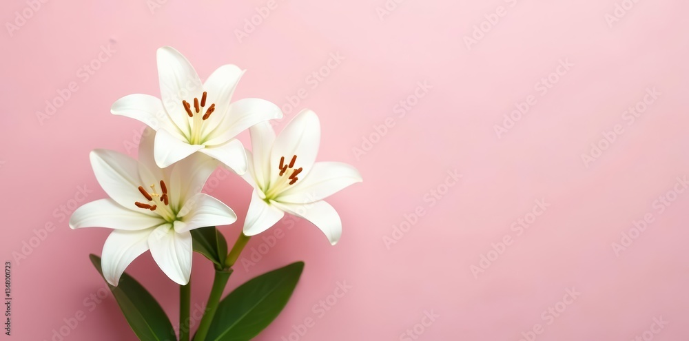 Fototapeta premium Beautiful white lilies in front of a pastel pink wall, fresh, white, pink