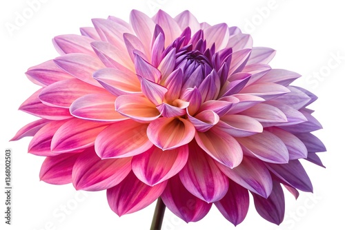 Isolated pink dahlia bloom, a floral macro of summer beauty