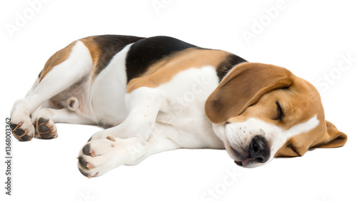 Sleeping Beagle Puppy