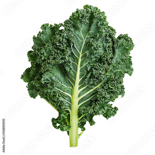 Organic curly kale Farm-fresh kale Fresh green kale leaf isolated on a white background, perfect for healthy recipes.