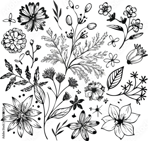flower with buds and leaves, vector collection and Rose silhouette on a transparent background.