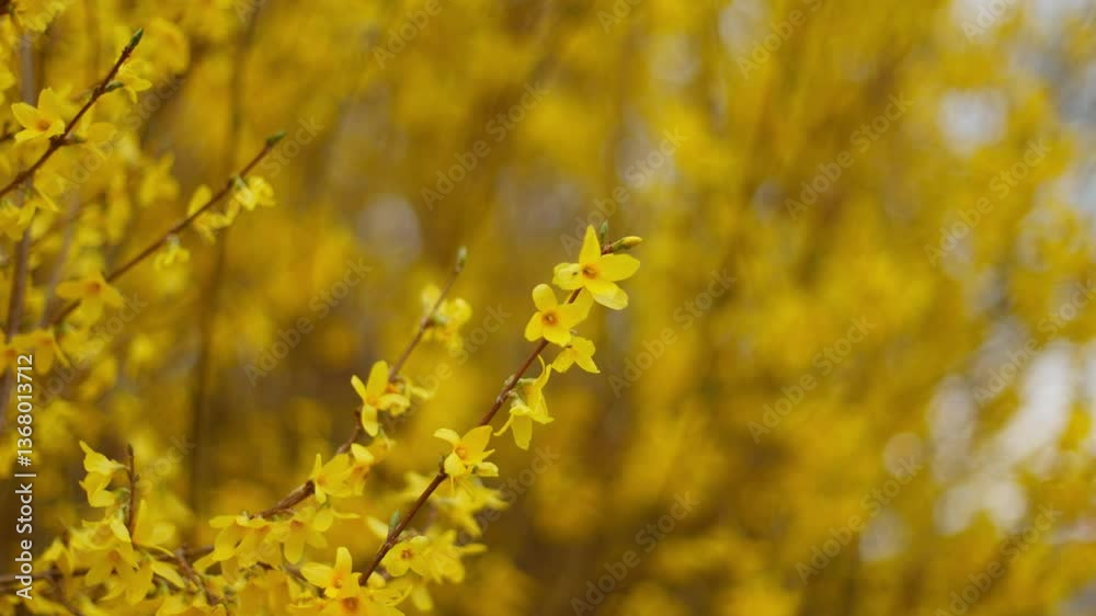 Slow motion of golden yellow blossoms with backlight and softly glowing floral bokeh